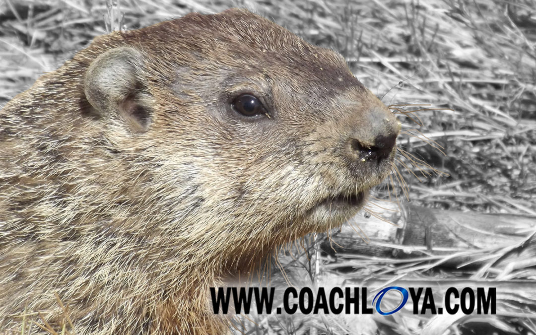 Groundhog Dazed